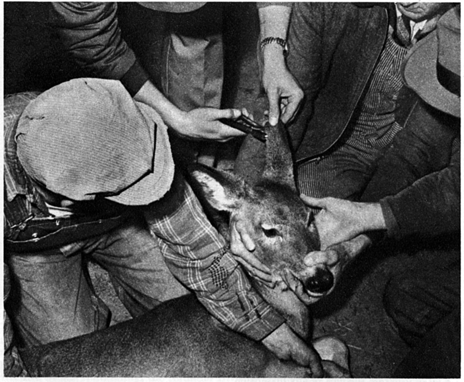 History of KY Deer Management - Kentucky Department of Fish & Wildlife